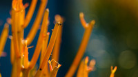 Macro