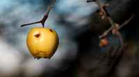 Apple With Protein