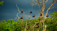 Estuary, Costa Rica 02