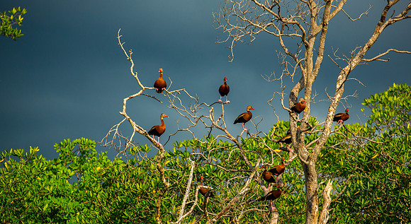 Estuary, Costa Rica 02