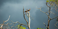 Estuary, Costa Rica 01