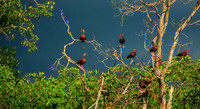 Estuary, Costa Rica 03